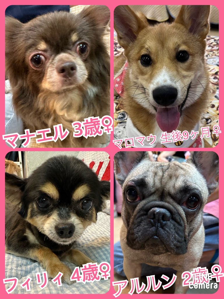 🐾今日の里親様募集中ワンコ🐶メンバーです🐾2023,10,1【保護犬カフェ天神橋店】